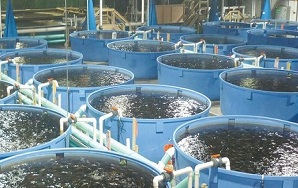 U.A.E., Aquaculture farms 